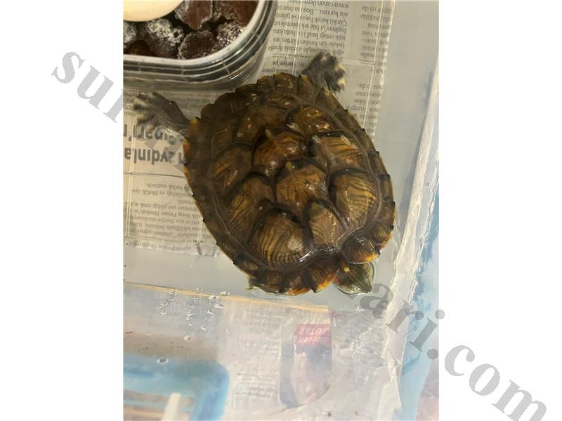 Su Kaplumbağası Bursa